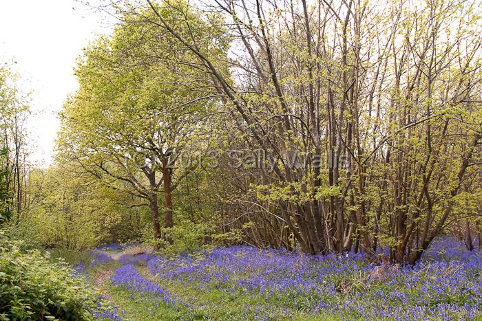 bluebell walk-Edit.jpg - Pathway through bluebell woods in Sussex